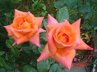 DSC03258.JPG