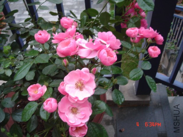 DSC03250.JPG