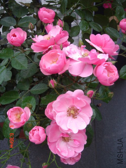 DSC03253.JPG