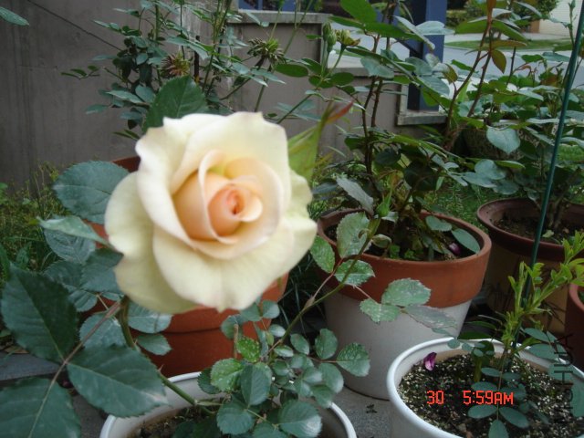DSC03128.JPG