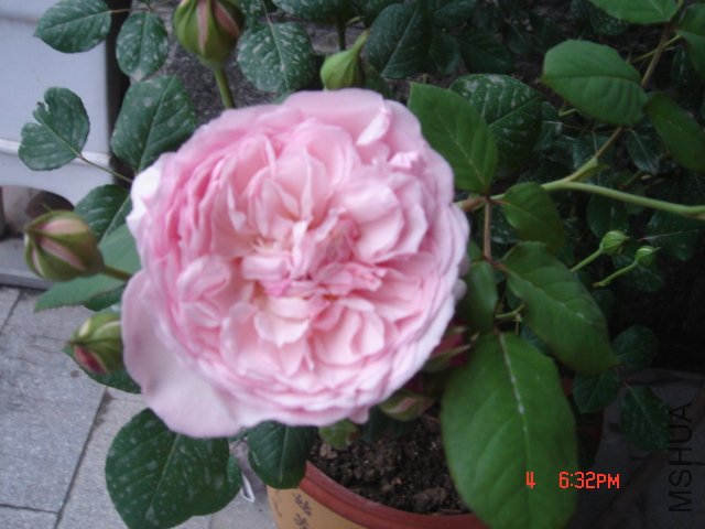 DSC03245.JPG