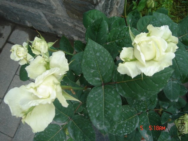 DSC03255.JPG