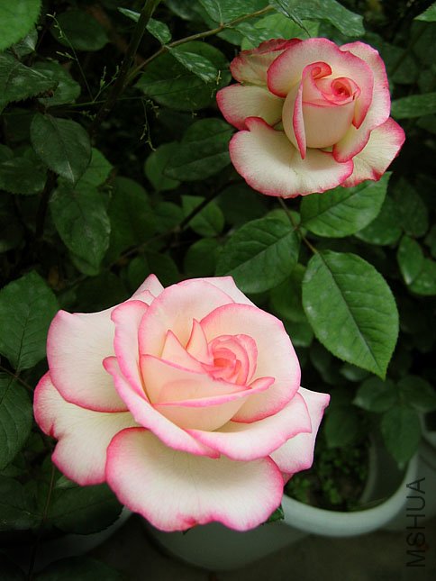 ���� (3).JPG