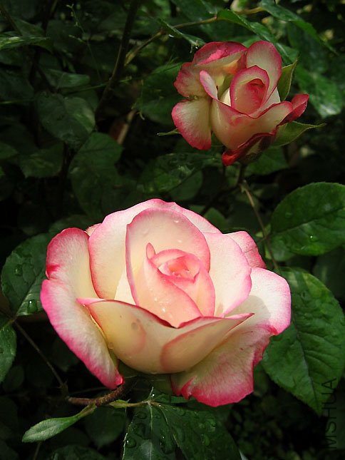 ���� (2).JPG