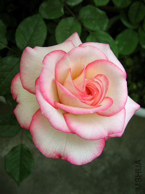 ���� (4).JPG