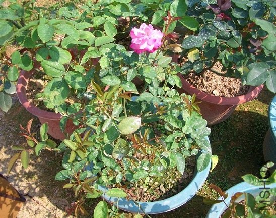 ���λ������·�1.JPG