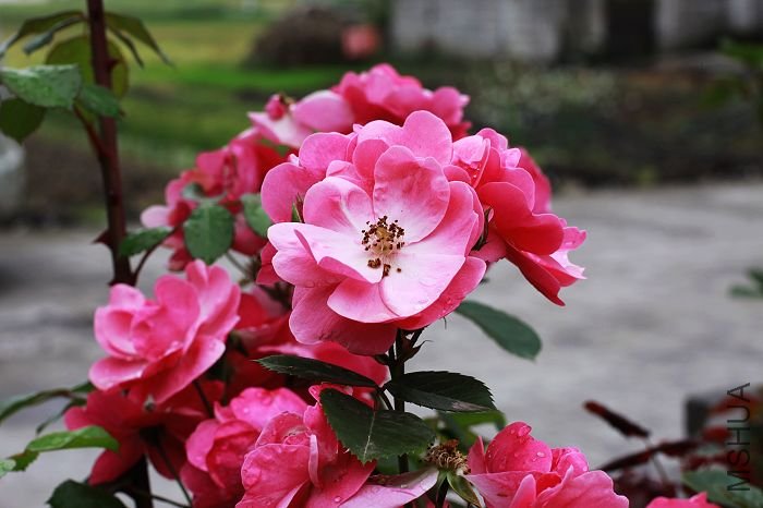 IMG_9326xiaotu.jpg