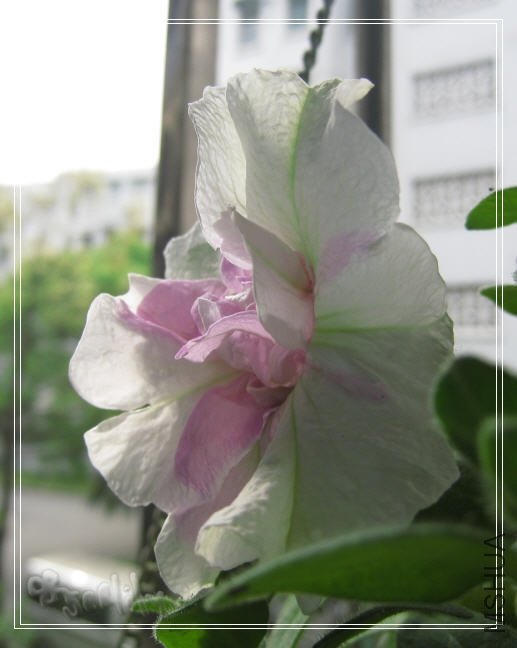 2010-05-06 ����-do.jpg