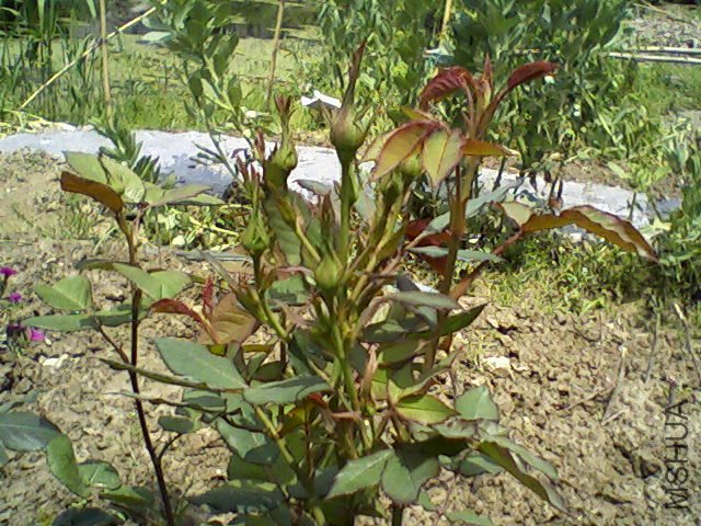 ��Ƭ-0036.jpg