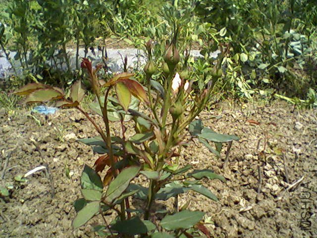 ��Ƭ-0035.jpg