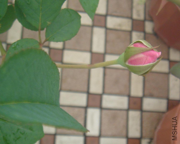 ʥ1.jpg