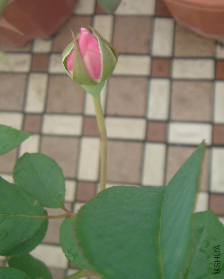 ʥ1.jpg