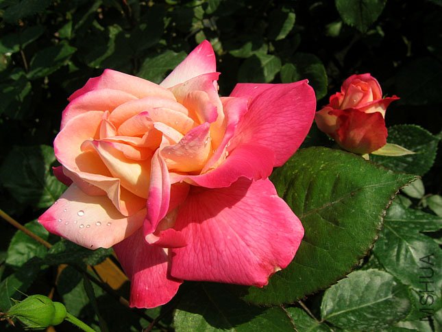 ��֦��Ҷ (1).JPG