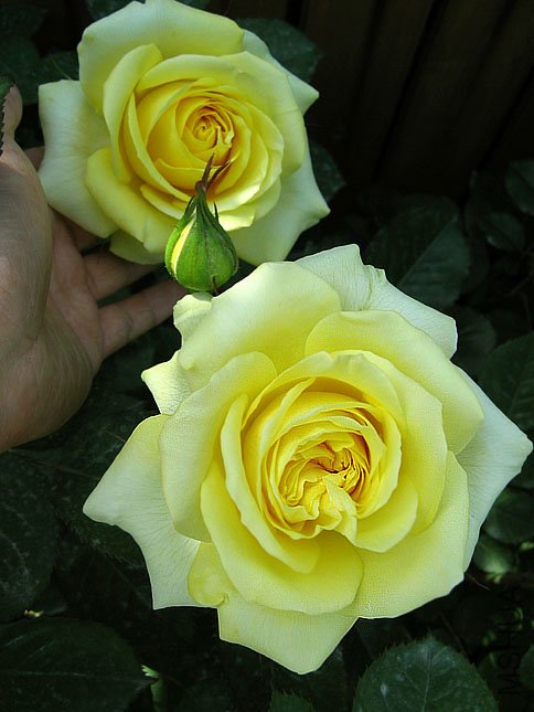 ���� �ƽ� (1).JPG