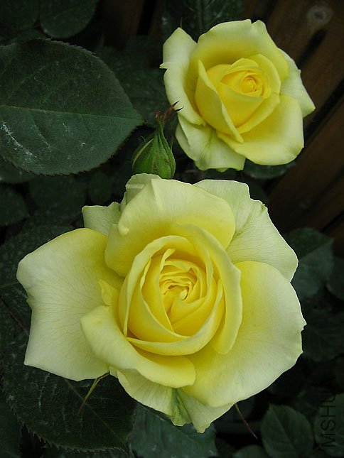 ���� �ƽ�.JPG