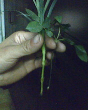 IMG0299A.jpg