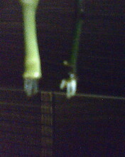 IMG0301A.jpg