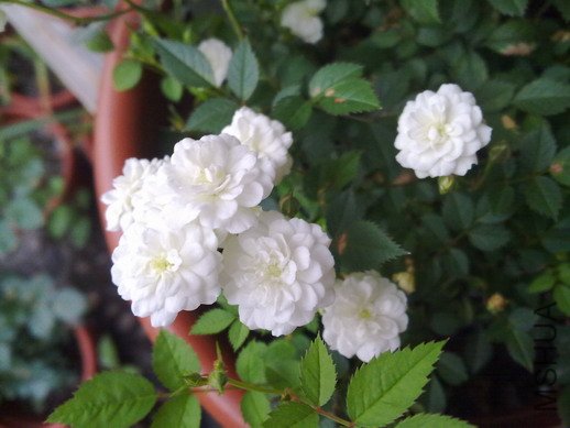201005052883.jpg