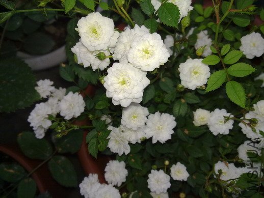 201005073101.jpg