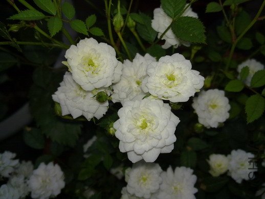 201005073102.jpg