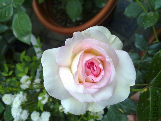 201005073078.jpg