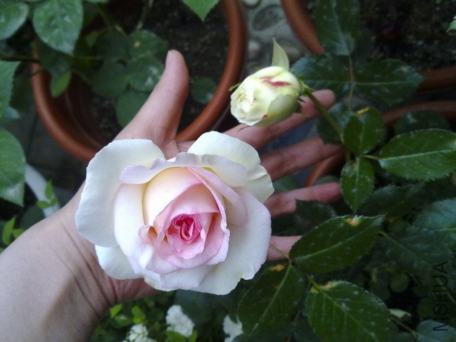 201005073084.jpg