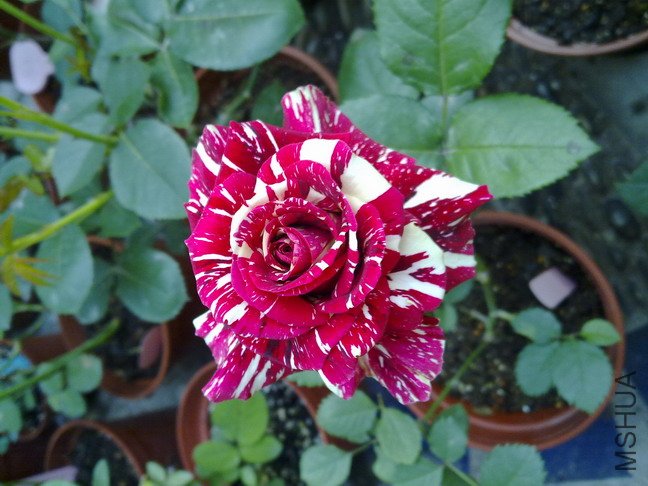 201005062970.jpg