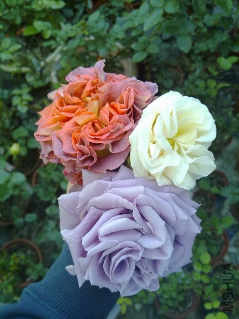 201004282642.jpg