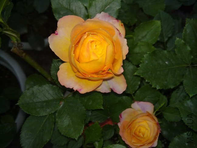 201005073114.jpg