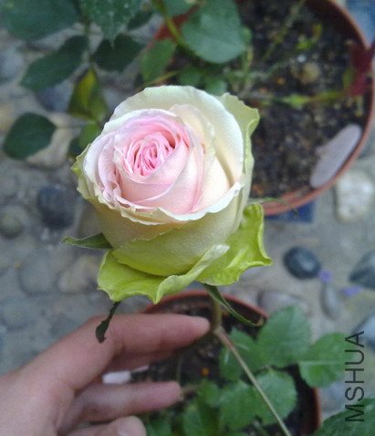 201005052904.jpg