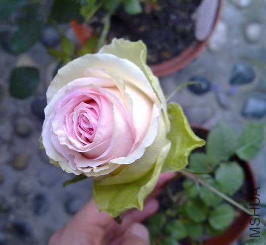 201005062977.jpg