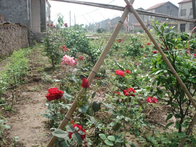 DSC03805.JPG