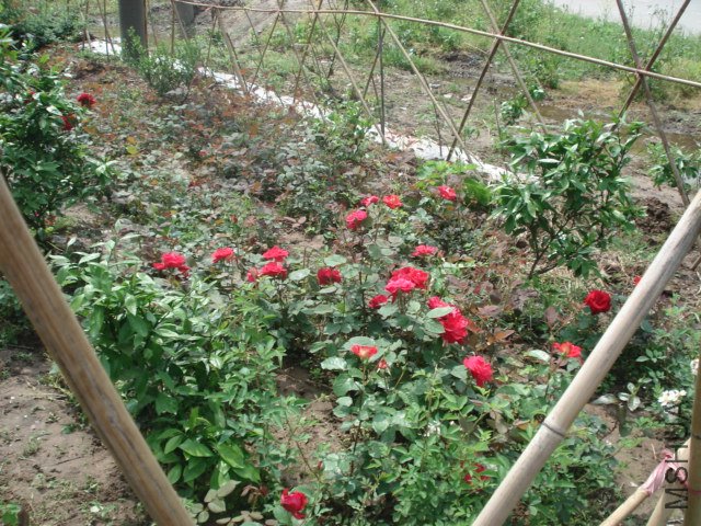 DSC03806.JPG