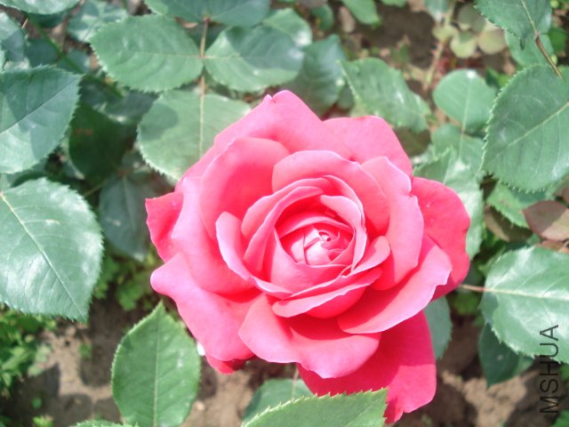 DSC03819.JPG