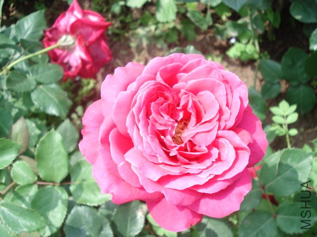 DSC03821.JPG
