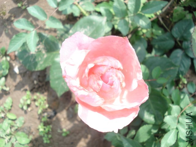 DSC03824.JPG