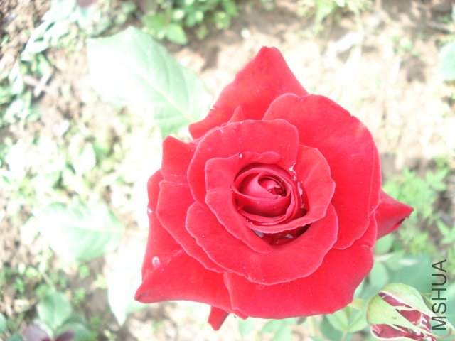 DSC03825.JPG