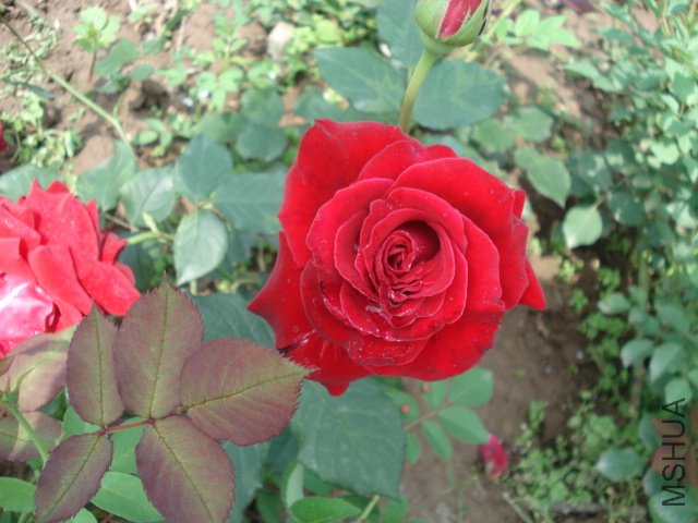 DSC03826.JPG