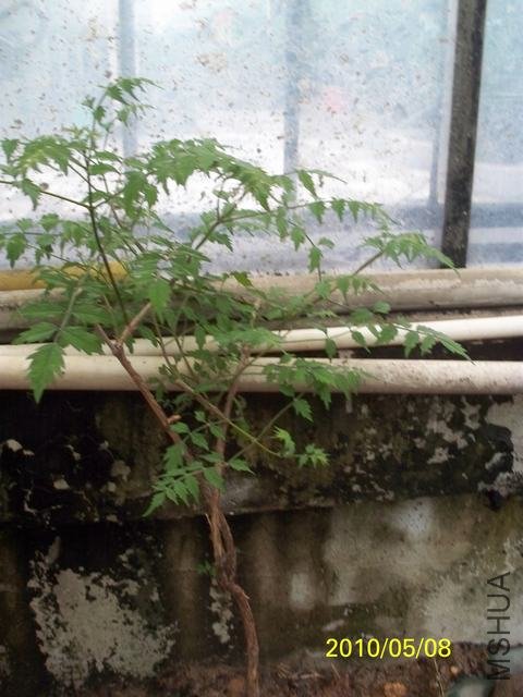 100_1790.JPG