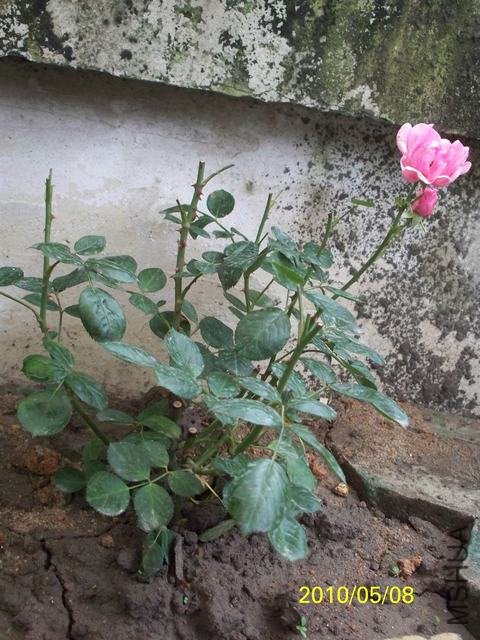 100_1788.JPG
