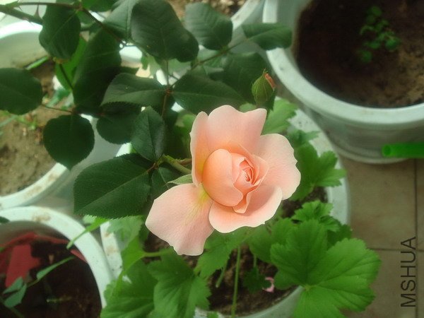 DSC04863_������С.jpg