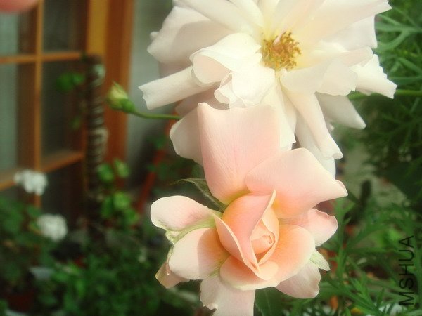 DSC04859_������С.jpg