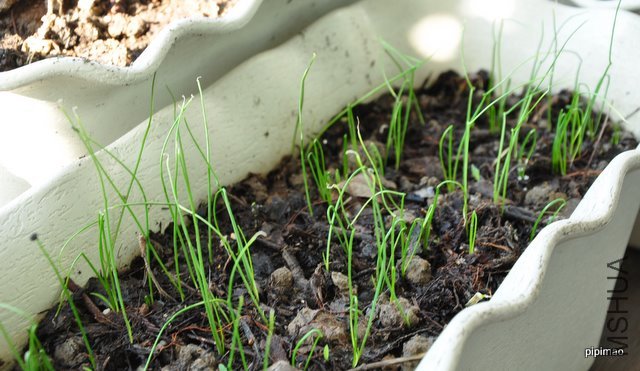 ���ѷ����ľ²˷�ѿ����