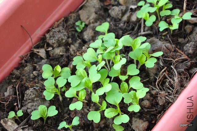 ���ǿ�ˣ���˵�ر�죬30���ܳ���