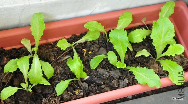 ��������˶�ֲ