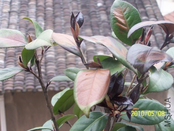 100_4577.JPG1.JPG
