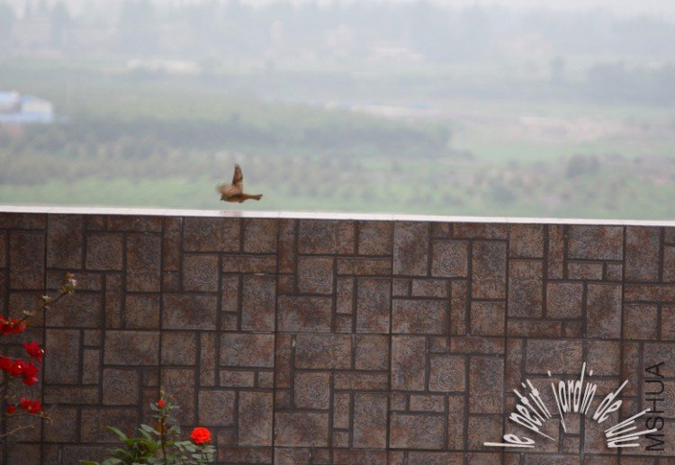 le petit jardin de lulu.jpg