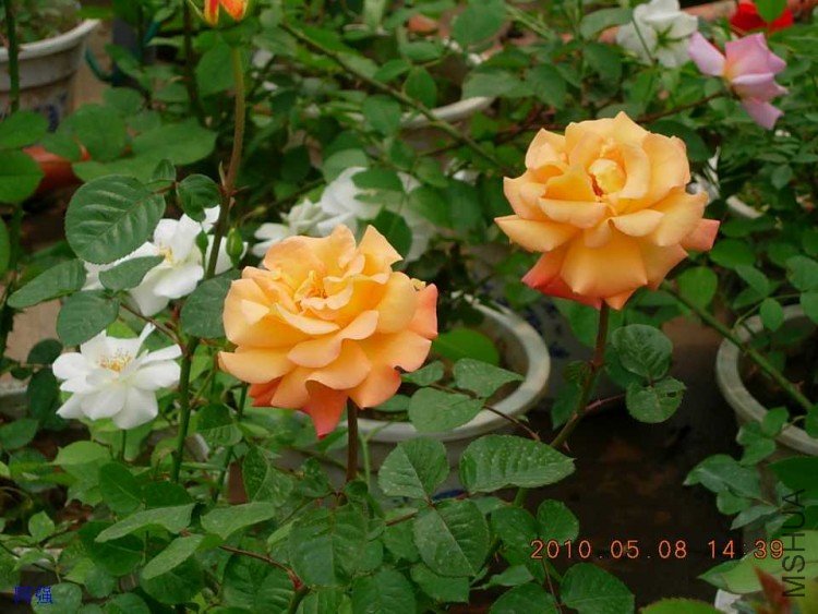 nEO_IMG_�¼���չ 002.jpg