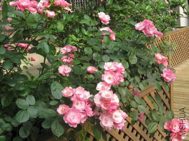 5.6������..JPG
