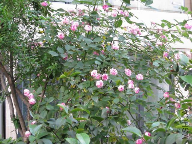 5.2ǾޱӴ.JPG